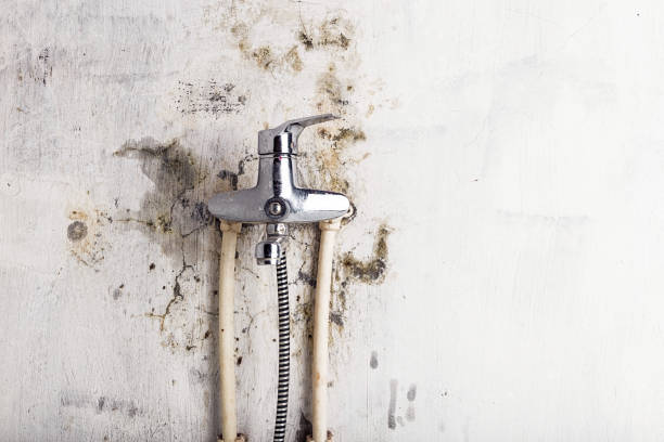 Best Fast Mold Removal  in Quartz Hill, CA