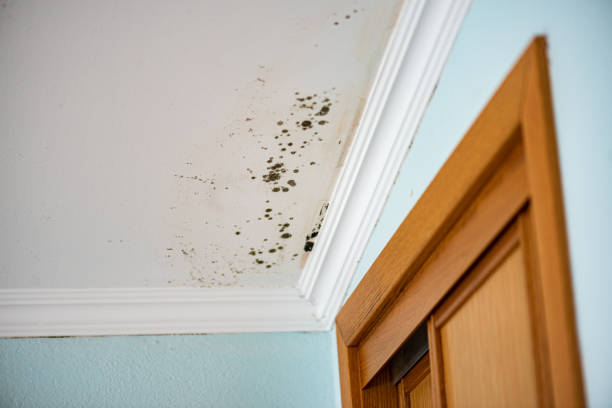 Best Commercial Mold Removal  in Quartz Hill, CA