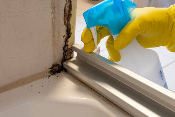 Best Mold Cleaning Services  in Quartz Hill, CA