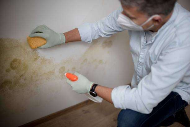 Best Mold Removal Specialists  in Quartz Hill, CA