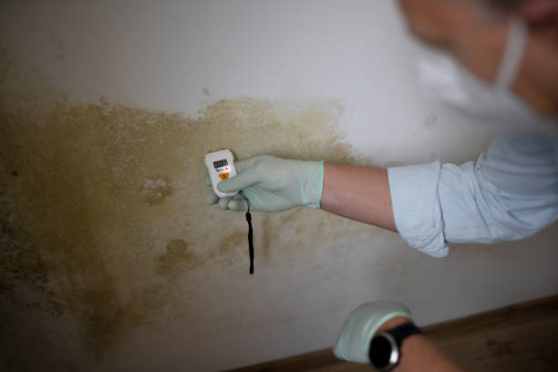 Best Attic Mold Removal  in Quartz Hill, CA