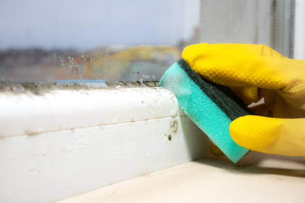 Best Mold Damage Repair  in Quartz Hill, CA