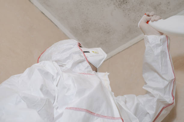 Best Local Mold Removal Service  in Quartz Hill, CA