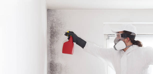 Best Certified Mold Removal  in Quartz Hill, CA