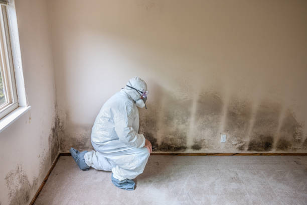 Best Mold Testing  in Quartz Hill, CA