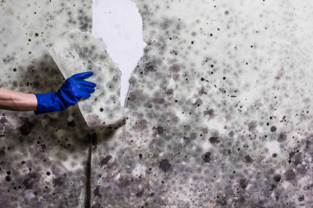 Best Black Mold Removal  in Quartz Hill, CA