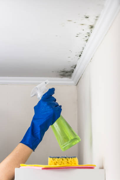 Professional Mold Removal in Quartz Hill, CA