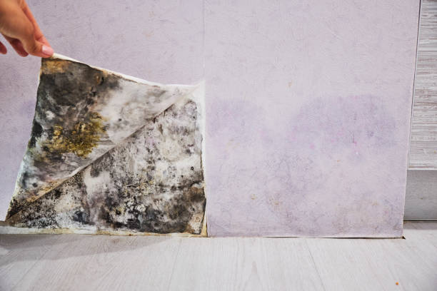 Best Mold Removal Near Me  in Quartz Hill, CA